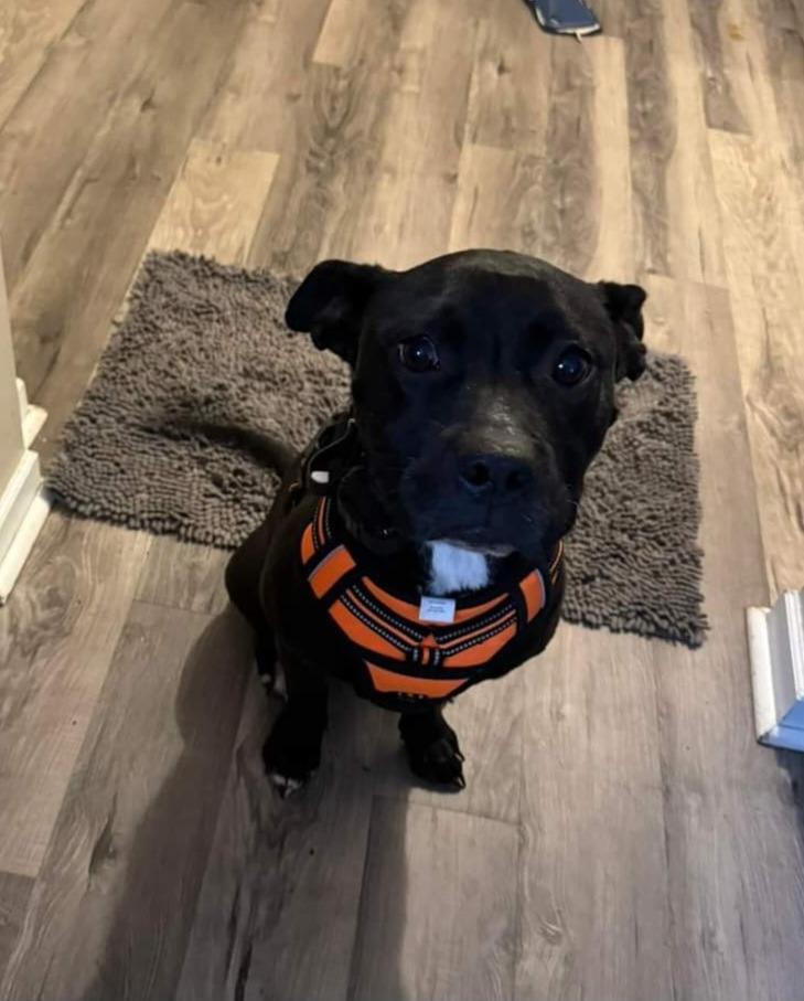 Precious, Adoptable, Adult Female Pit Bull Terrier.