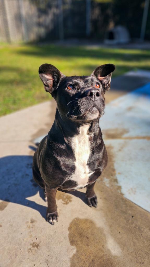 Enlarge Precious, a Adoptable mixed breed in New Bern, NC image 2/4