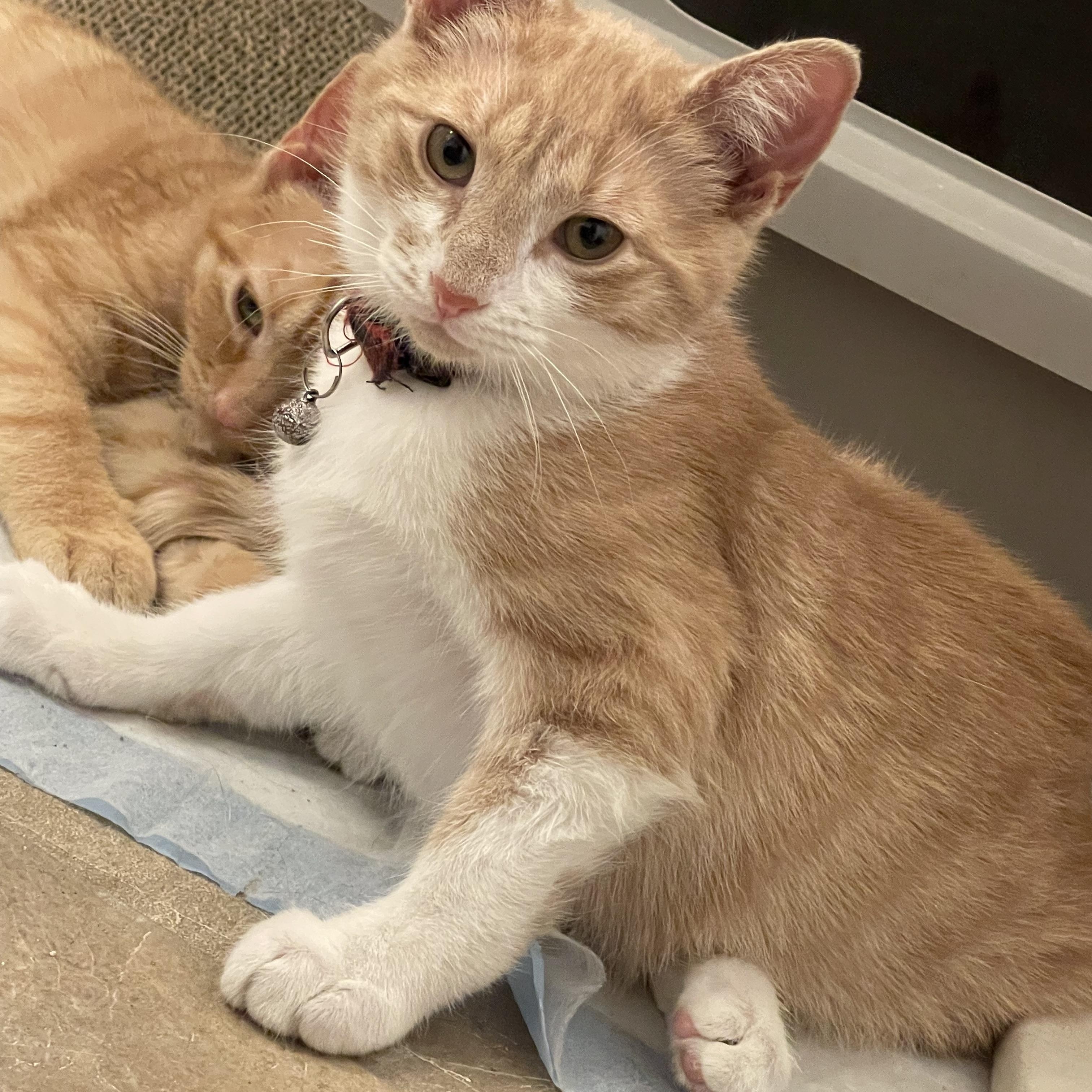 Vince Neil, an adopted Domestic Short Hair in Wanaque, NJ image 3/3