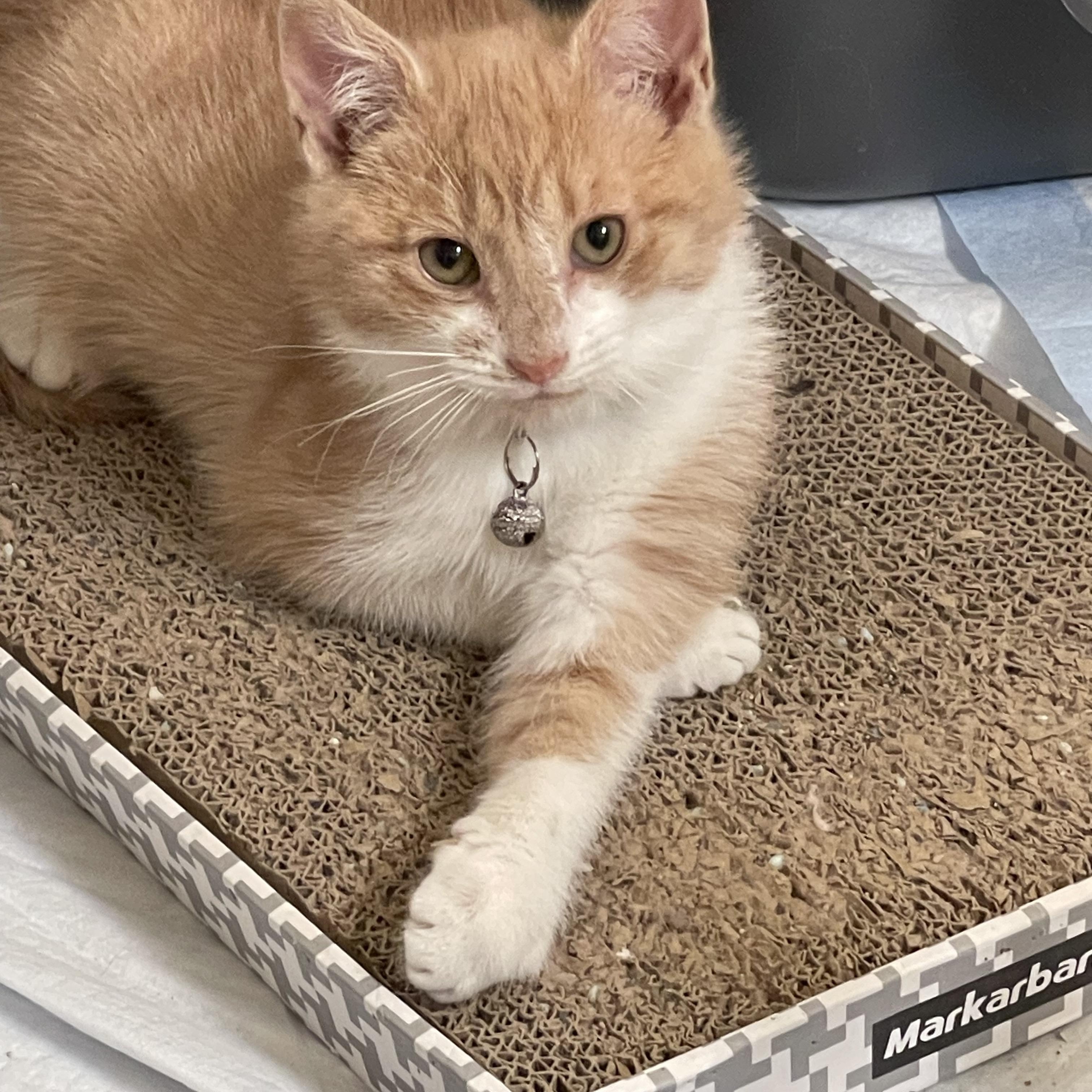 Vince Neil, an adopted Domestic Short Hair in Wanaque, NJ image 2/3