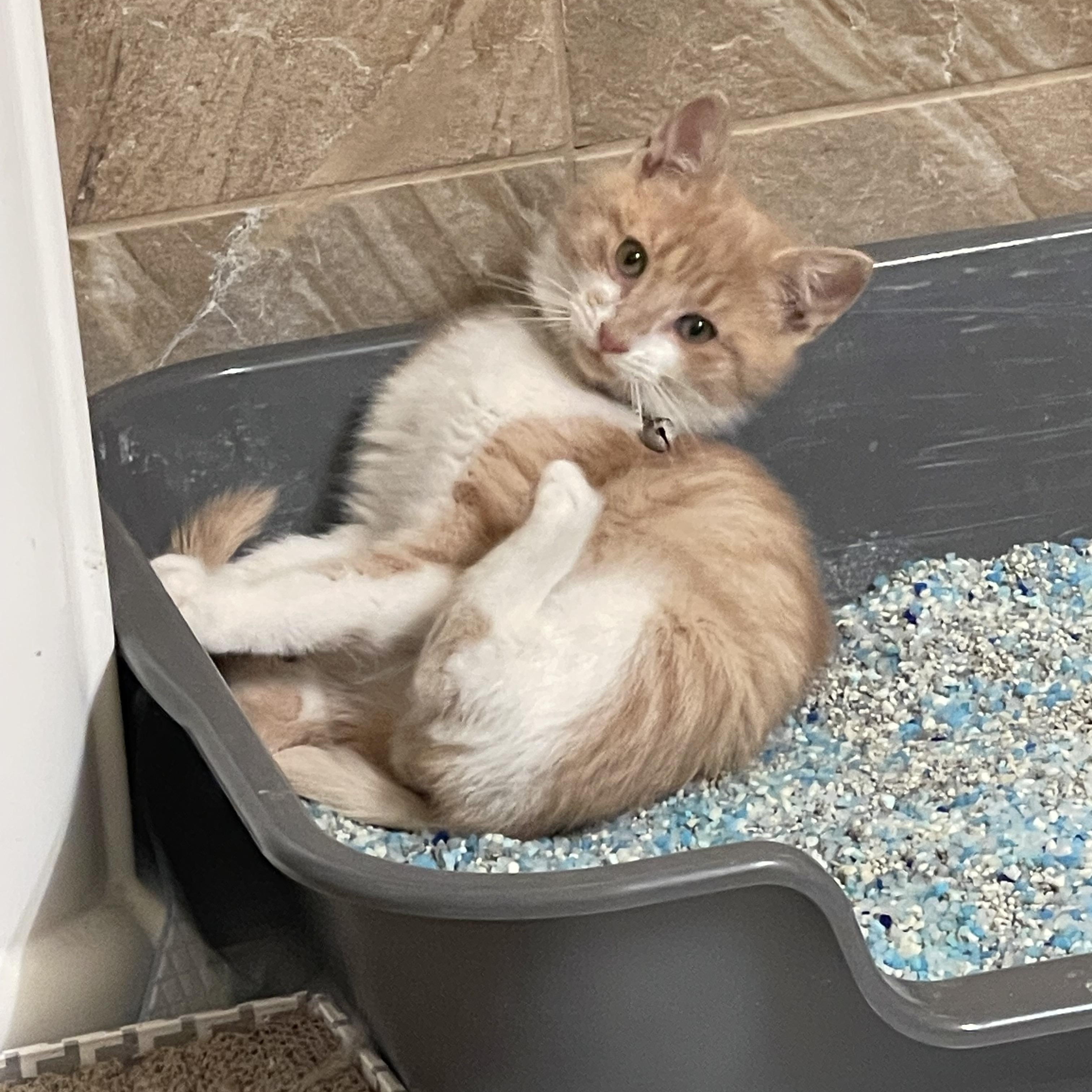 Vince Neil, adopted, Kitten Male Domestic Short Hair.