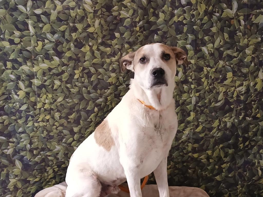 Enlarge Hiro, a Adoptable mixed breed in Fort Worth, TX image 1/6