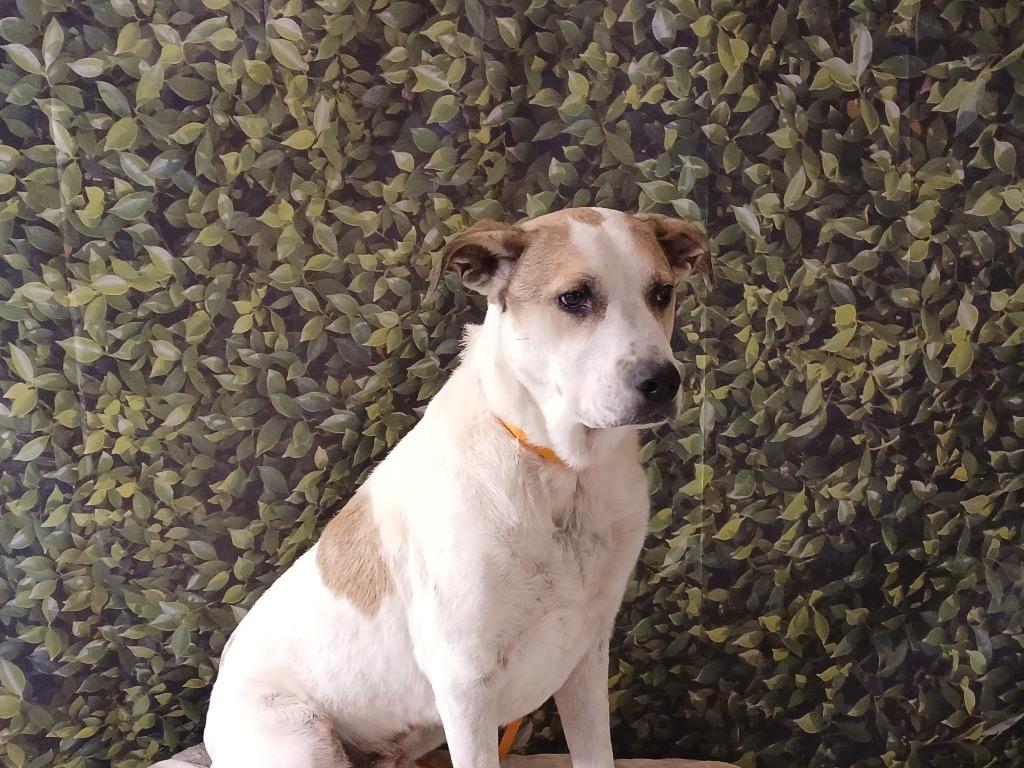 Enlarge Hiro, a Adoptable mixed breed in Fort Worth, TX image 2/6