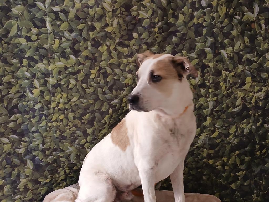 Enlarge Hiro, a Adoptable mixed breed in Fort Worth, TX image 4/6