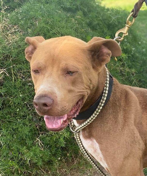 Jax, a Adoptable mixed breed in Fargo, ND image 6/6