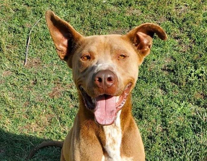 Jax, a Adoptable mixed breed in Fargo, ND image 1/6