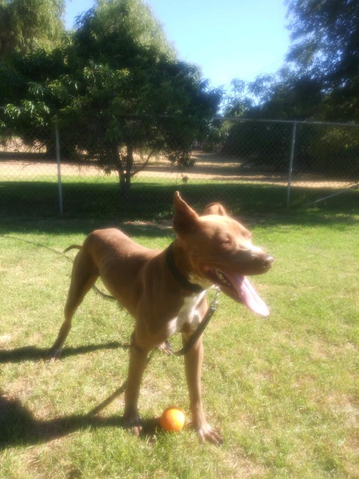 Jax, a Adoptable mixed breed in Fargo, ND image 2/6