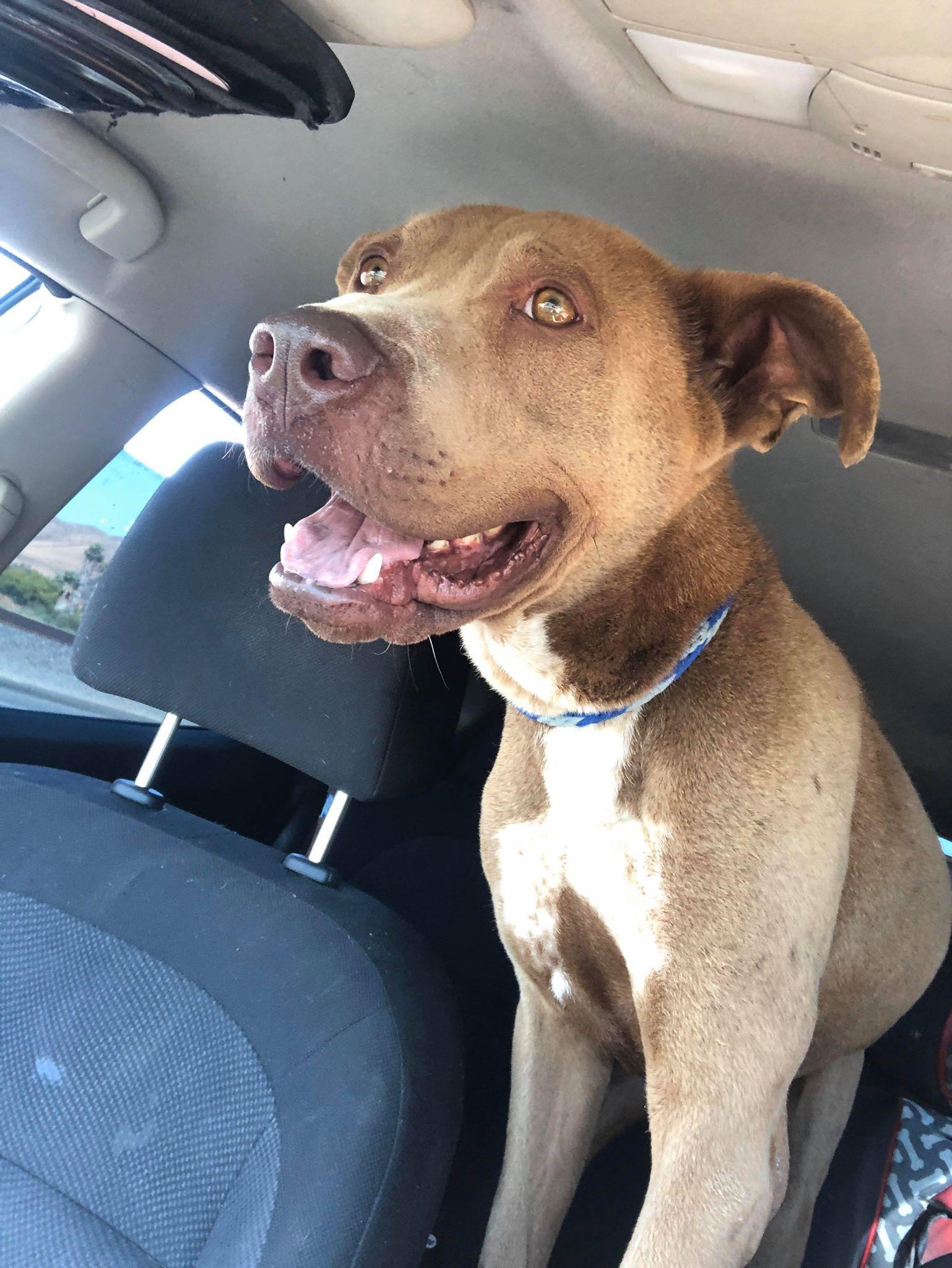 Jax, a Adoptable mixed breed in Fargo, ND image 3/6