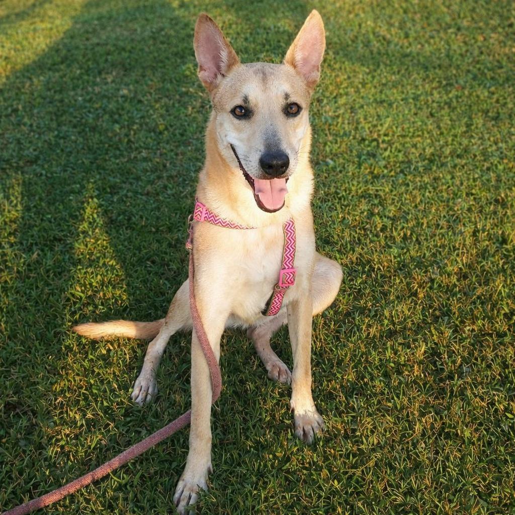 Chiquita, a Adoptable mixed breed in San Francisco, CA image 5/6