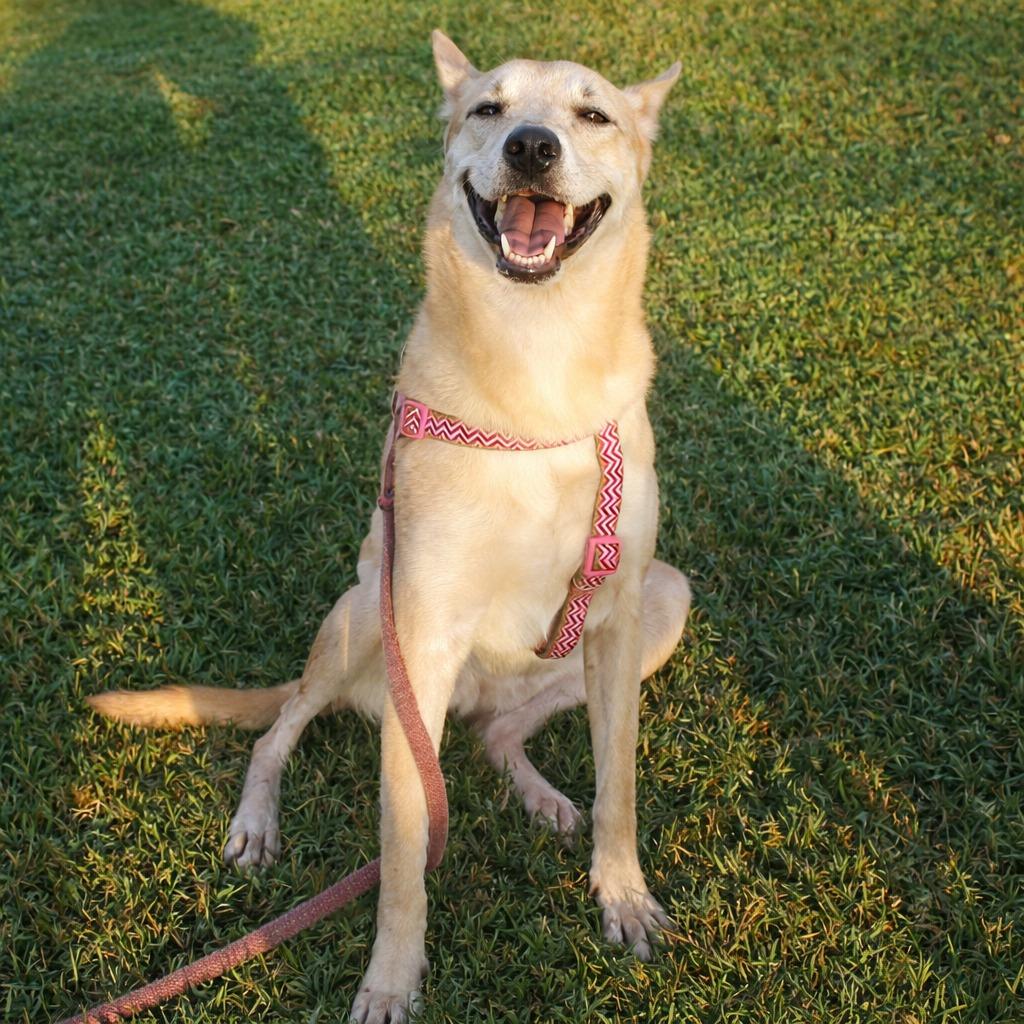 Chiquita, a Adoptable mixed breed in San Francisco, CA image 6/6