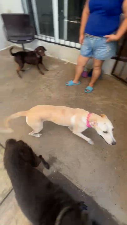 Enlarge Chiquita, a Adoptable mixed breed in San Francisco, CA video 3/6