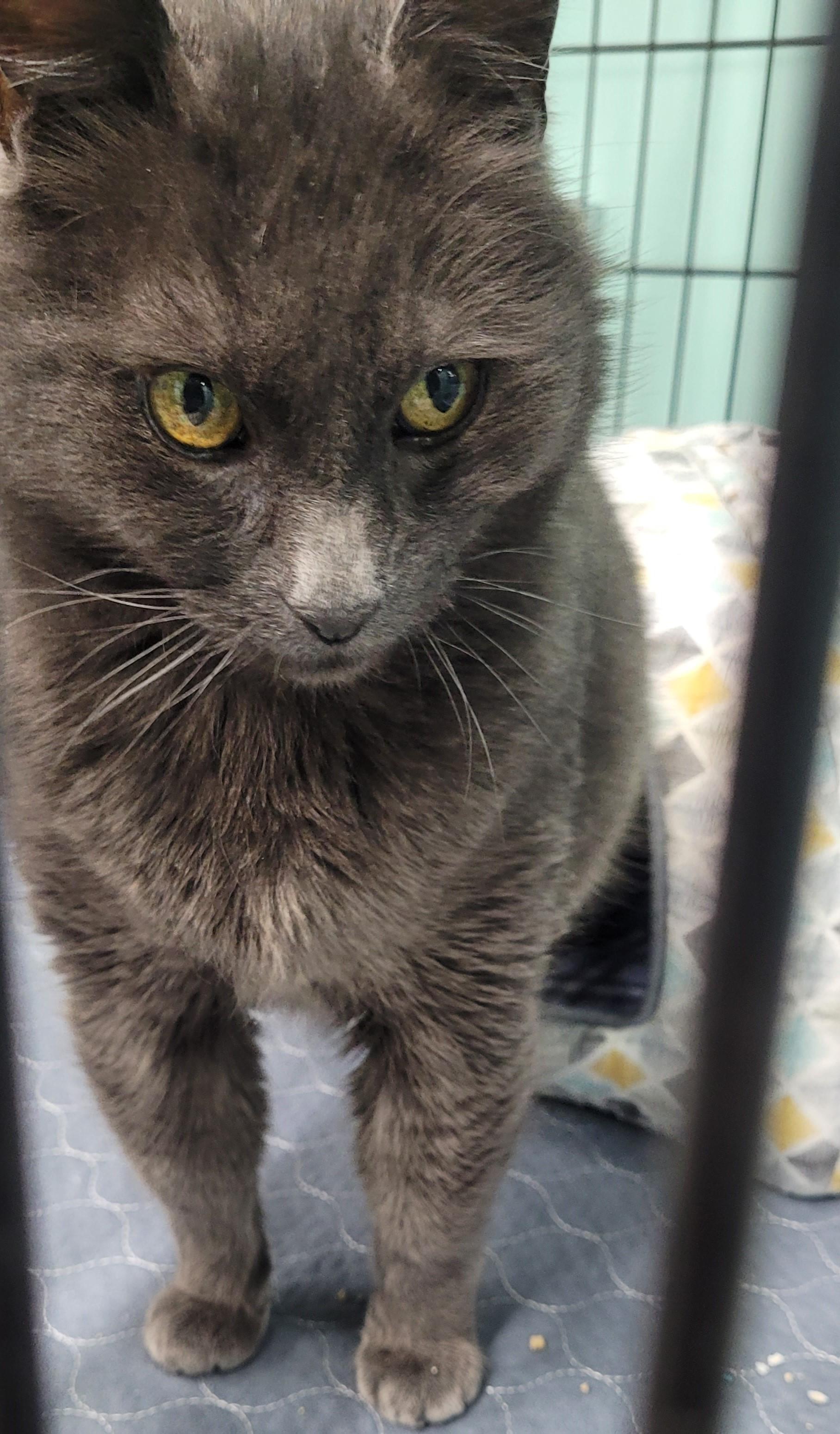 Teddy, Adopted, Adult Male Russian Blue.