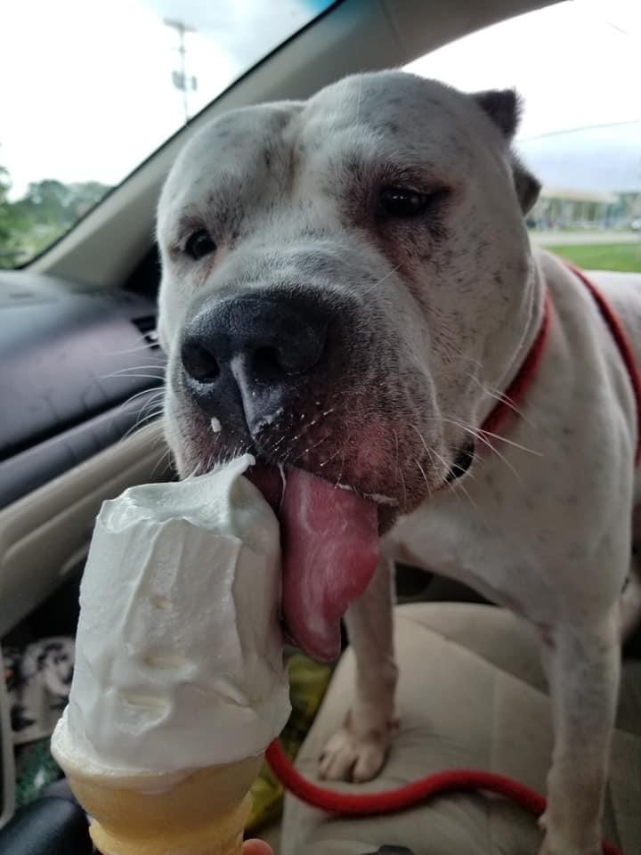 Topaz, Adopted, Adult Male Pit Bull Terrier & American Bulldog.