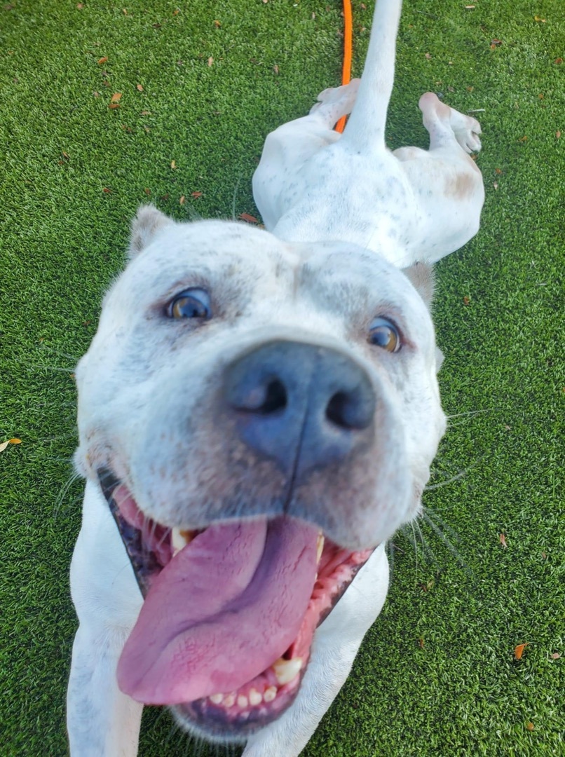 Enlarge Topaz, a Adopted mixed breed in Grand Blanc, MI image 2/16