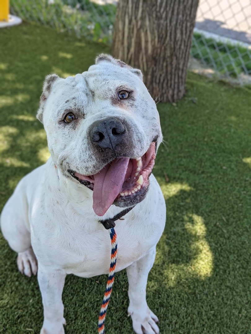 Enlarge Topaz, a Adopted mixed breed in Grand Blanc, MI image 3/16