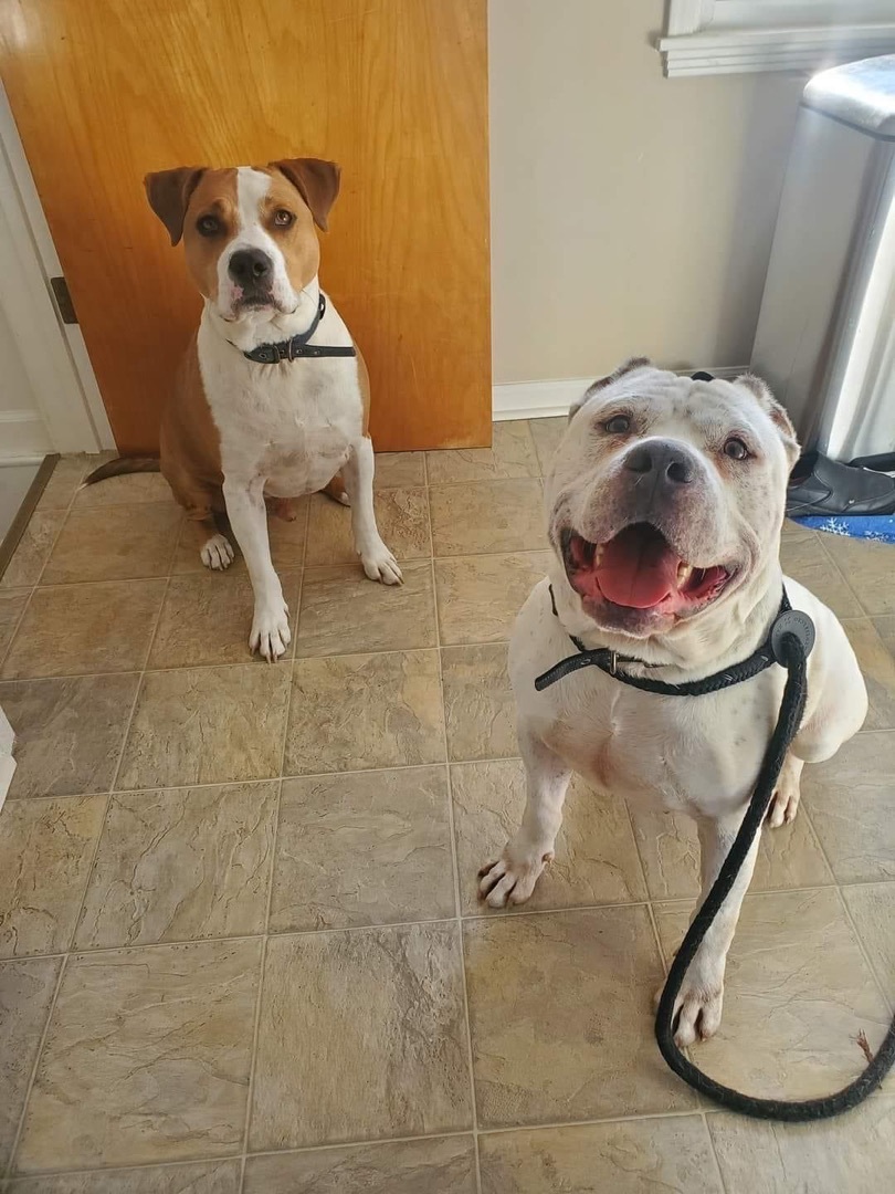 Enlarge Topaz, a Adopted mixed breed in Grand Blanc, MI image 5/16