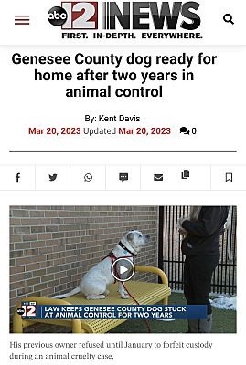 Enlarge Topaz, a Adopted mixed breed in Grand Blanc, MI image 6/16