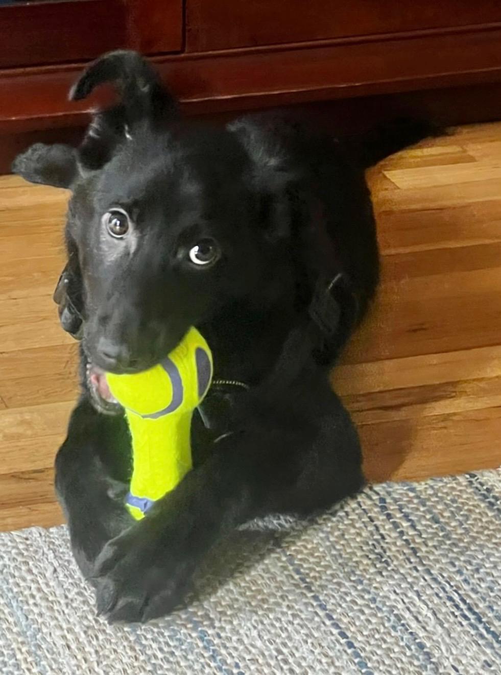 Mylo, Adopted, Young Male German Shepherd Dog.