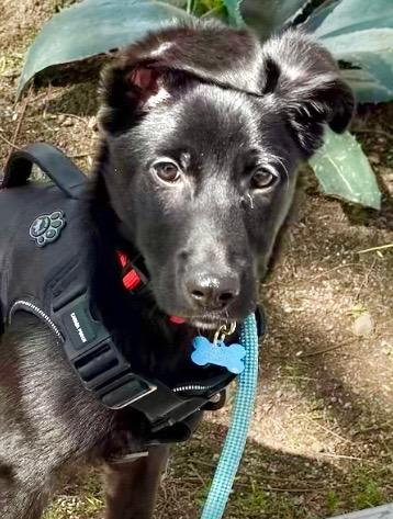 Enlarge Mylo, a Adopted German Shepherd Dog in Woodland Hills, CA image 2/3