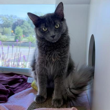 Enlarge Giselle (Bashful Buddy), a Adoptable mixed breed in Wheaton, IL image 1/3