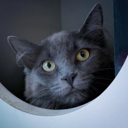 Enlarge Giselle (Bashful Buddy), a Adoptable mixed breed in Wheaton, IL image 2/3