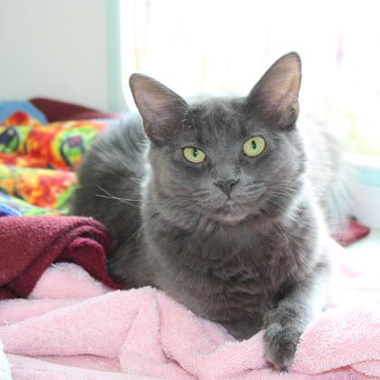 Enlarge Giselle (Bashful Buddy), a Adoptable mixed breed in Wheaton, IL image 3/3