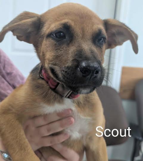 SCOUT