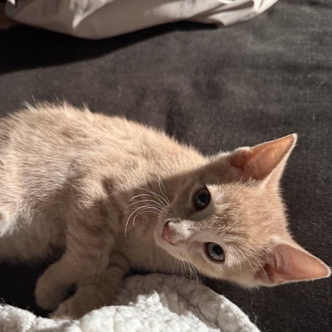 Nacho, an adopted Domestic Short Hair in Chaska, MN image 2/3