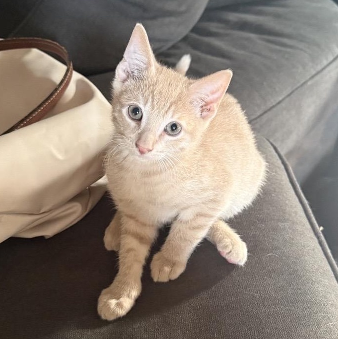 Nacho, an adopted Domestic Short Hair in Chaska, MN image 3/3