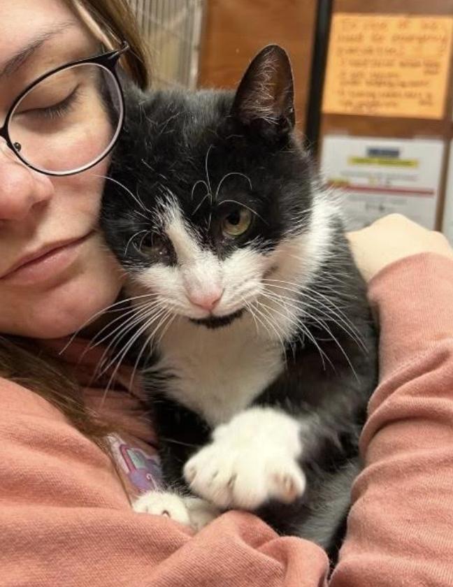 Enlarge Marie, an adopted Domestic Short Hair in Greenburgh, NY image 4/5