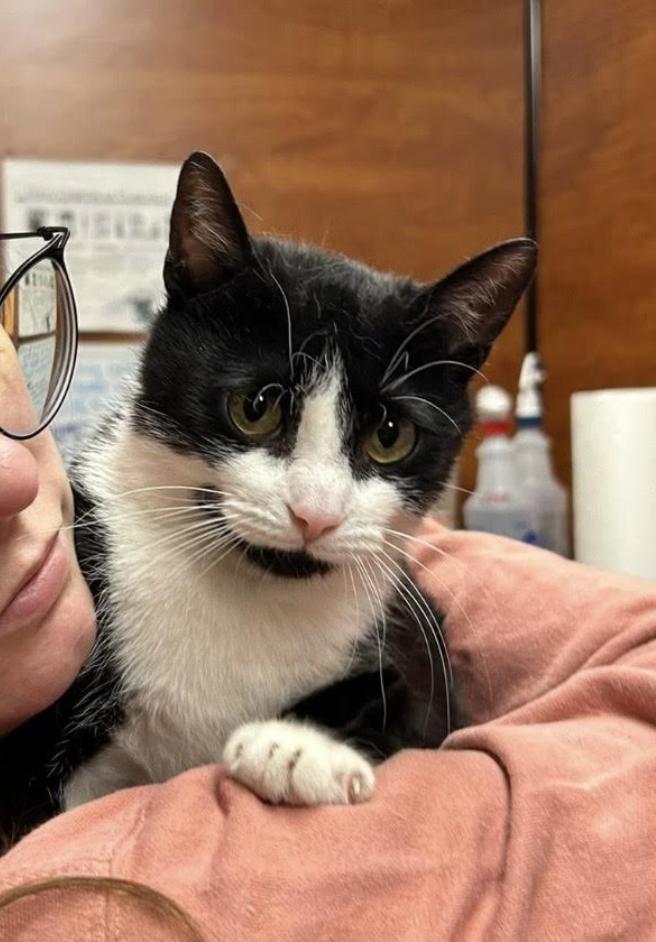 Enlarge Marie, an adopted Domestic Short Hair in Greenburgh, NY image 2/5