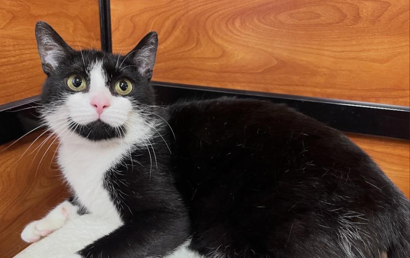 Enlarge Marie, an adopted Domestic Short Hair in Greenburgh, NY image 3/5