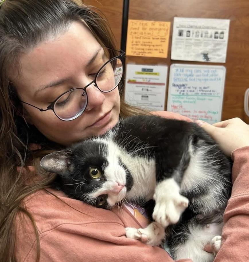 Enlarge Marie, an adopted Domestic Short Hair in Greenburgh, NY image 5/5