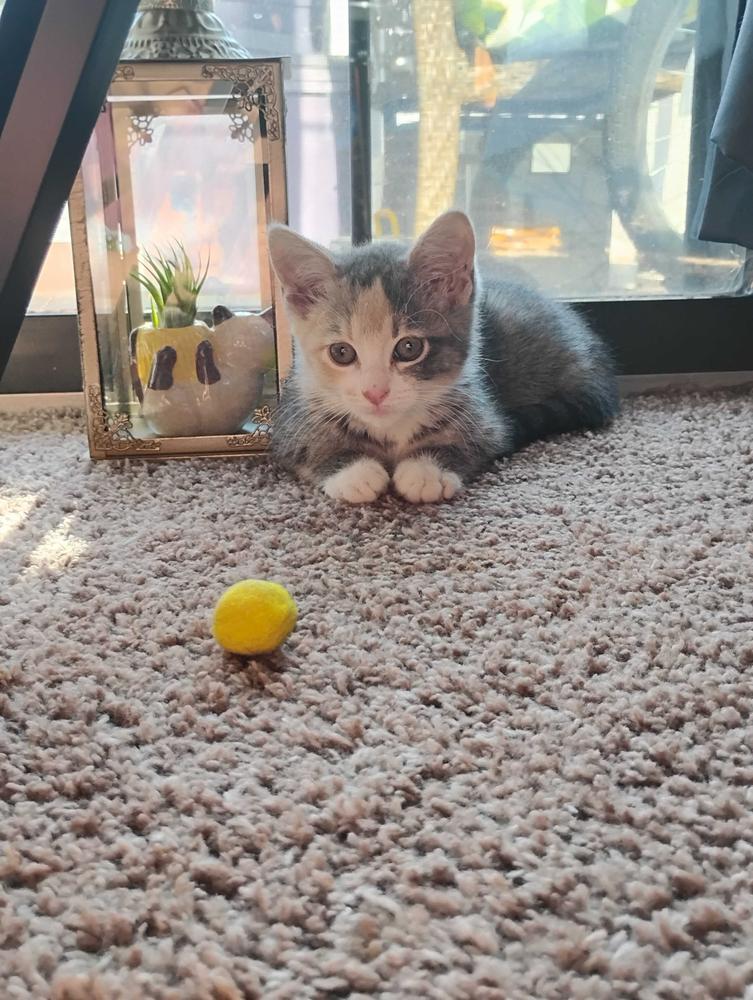 **Cat Cafe** Lacey, Adoptable, Kitten Female Domestic Short Hair.