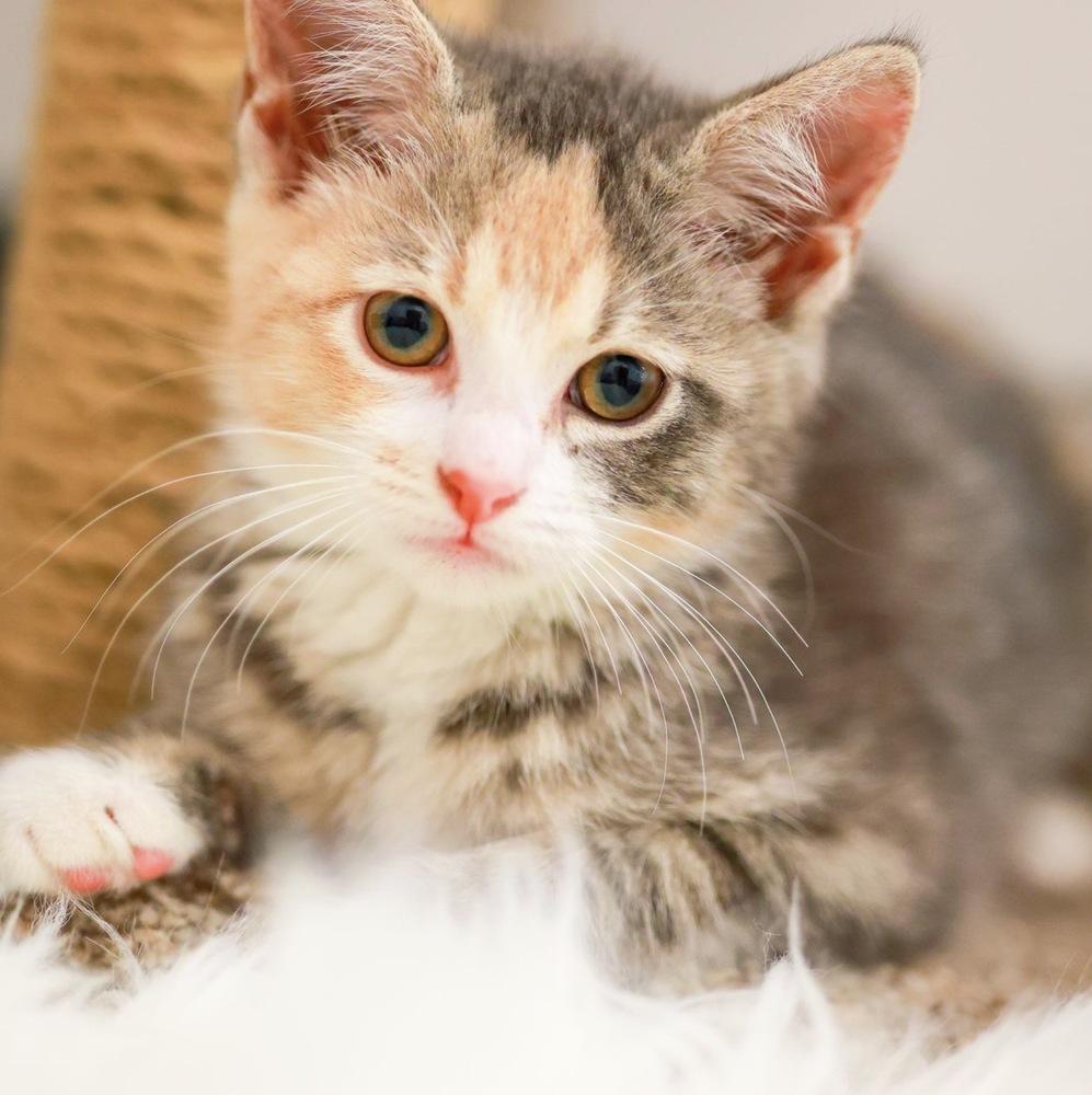**Cat Cafe** Lacey, a Adoptable Domestic Short Hair in Topeka, KS image 2/2