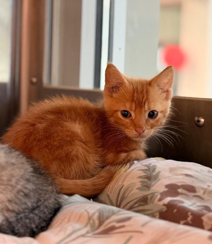 Damien, Adoptable, Young Male Domestic Short Hair.