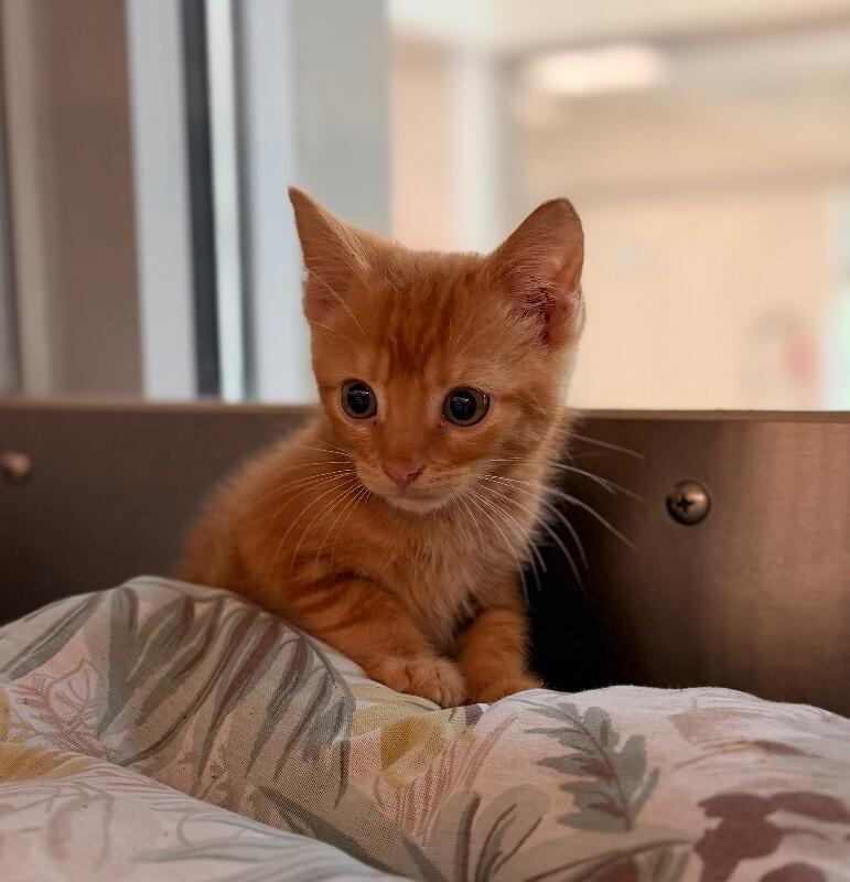 Enlarge Damien, a Adoptable Domestic Short Hair in Disputanta, VA image 2/2