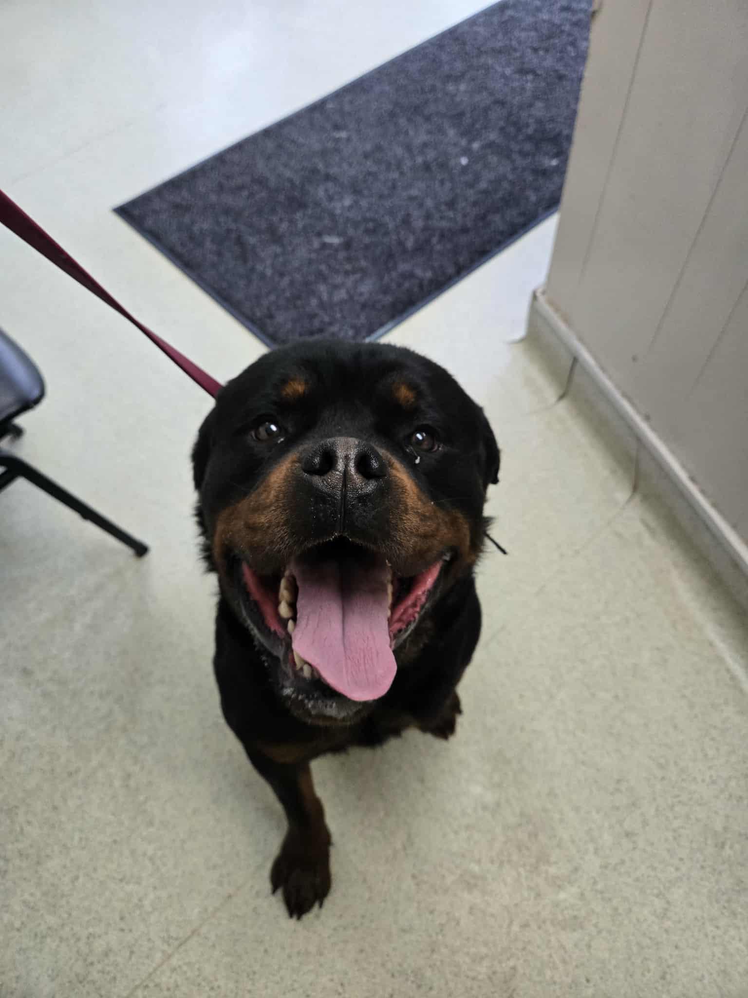 Enlarge Riot, an adopted Rottweiler in Freeport, IL image 1/1
