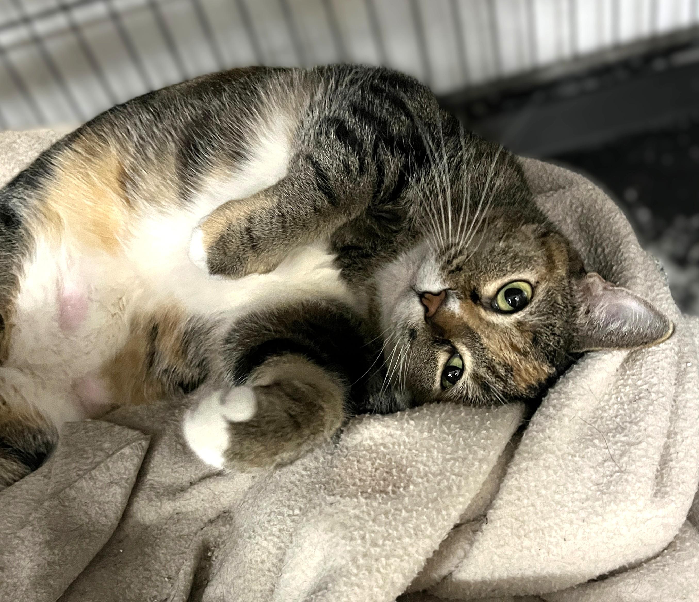 Enlarge Olivia (affectionate, loving), a Adoptable Torbie in Shingletown, CA image 4/5