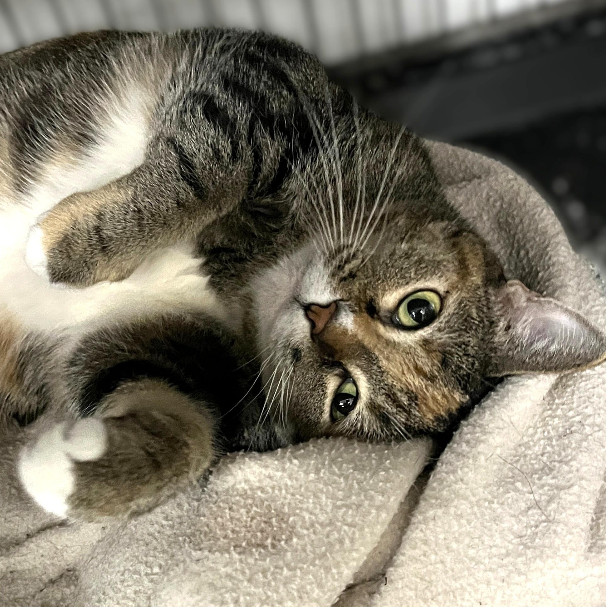 Enlarge Olivia (affectionate, loving), a Adoptable Torbie in Shingletown, CA image 2/5