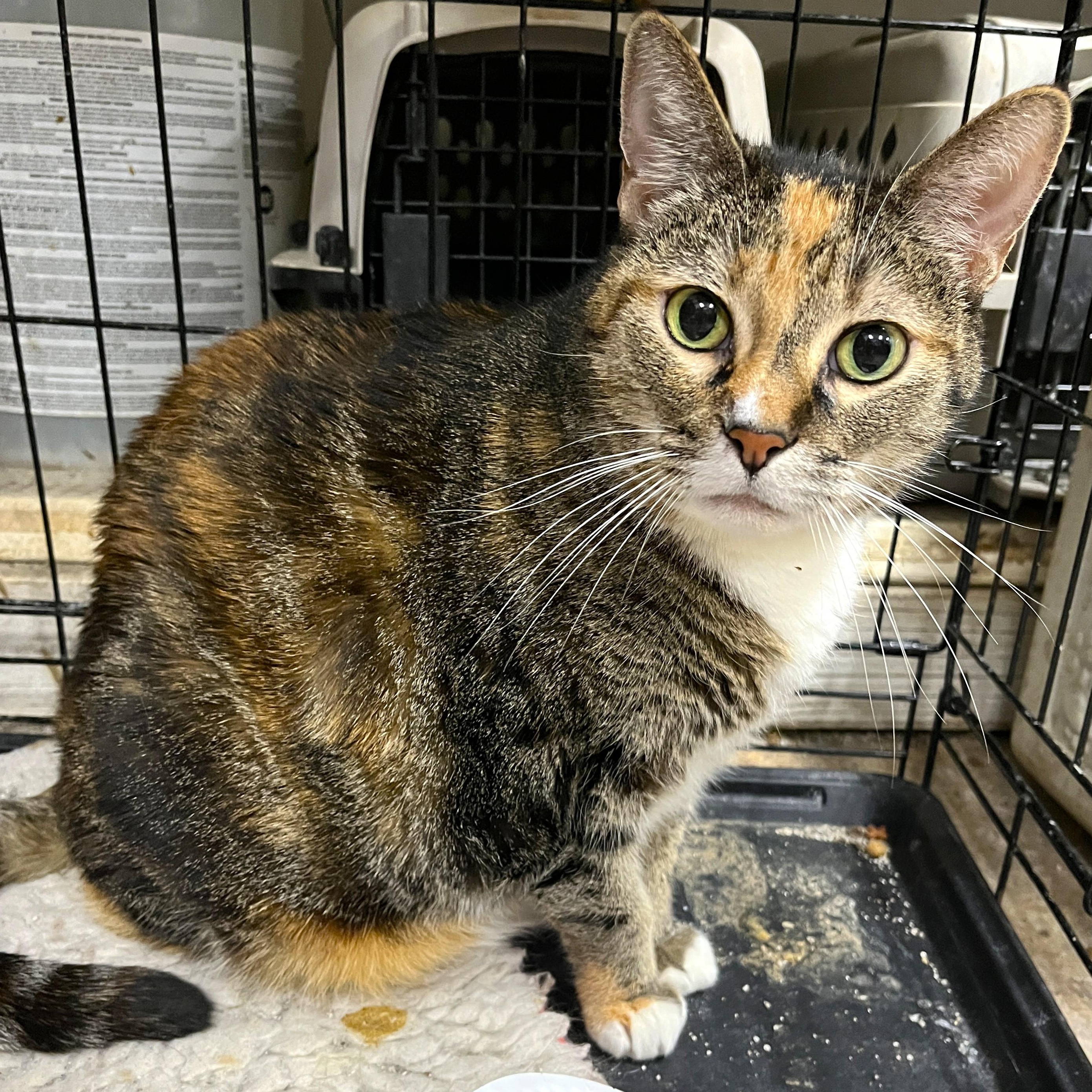 Olivia (affectionate, loving), Adoptable, Adult Female Torbie.