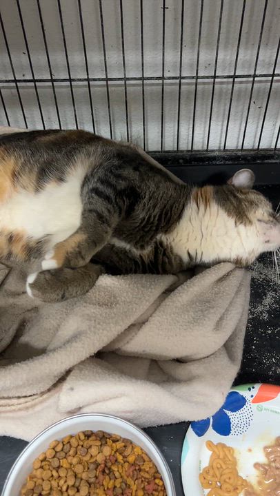 Enlarge Olivia (affectionate, loving), a Adoptable Torbie in Shingletown, CA video 3/5