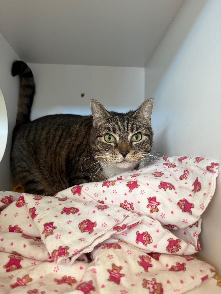 Maati, Adoptable, Senior Female Domestic Short Hair.