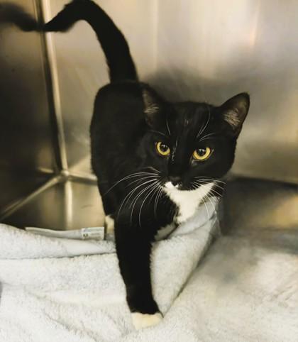 Rose, Adoptable, Adult Female Domestic Short Hair & Domestic Short Hair.