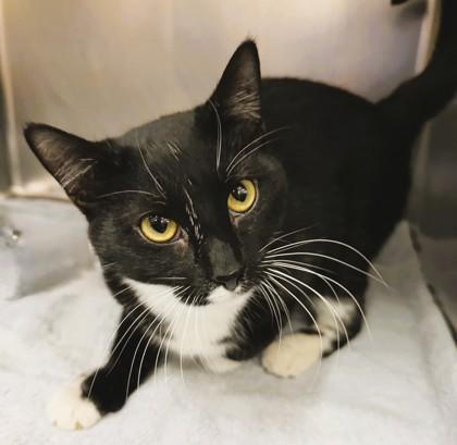 Rose — thumbnail 3