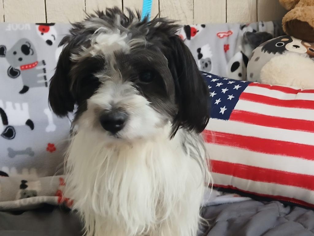 Wally, Adoptable, Adult Male Shih Tzu.