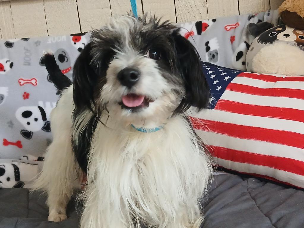 Enlarge Wally, a Adoptable Shih Tzu in Fort Worth, TX image 2/2