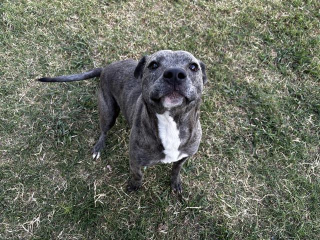 Enlarge SIMBA, a Adoptable mixed breed in Grand Prairie, TX image 1/1