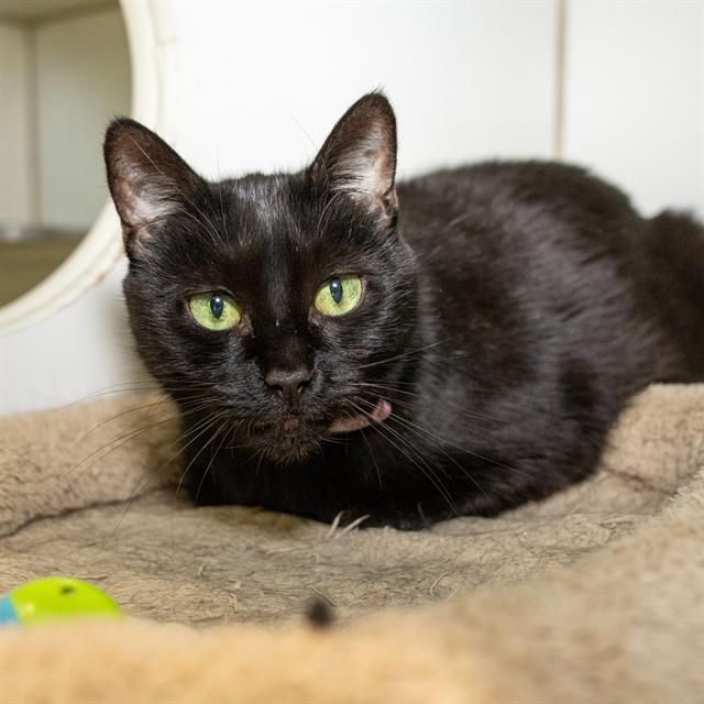 SAMANTHA, Adoptable, Senior Female Domestic Short Hair.
