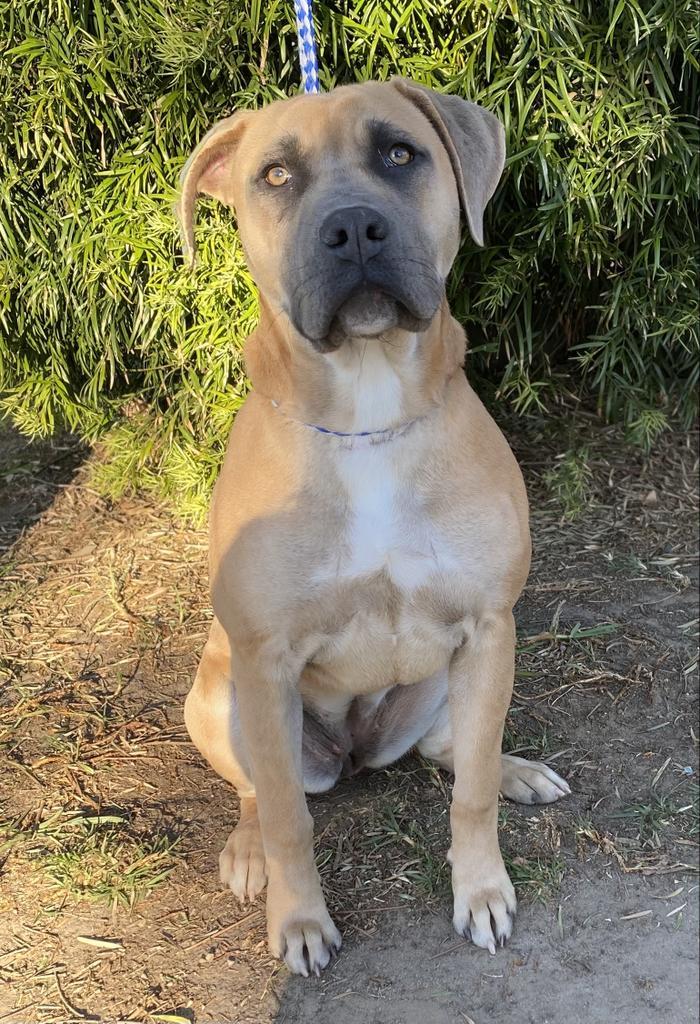 Bazzi, a Adoptable mixed breed in Thousand Oaks, CA image 1/4